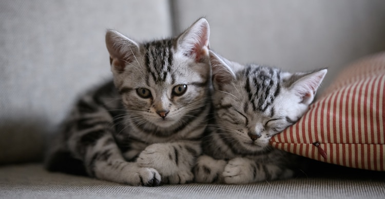 Animales de compañía