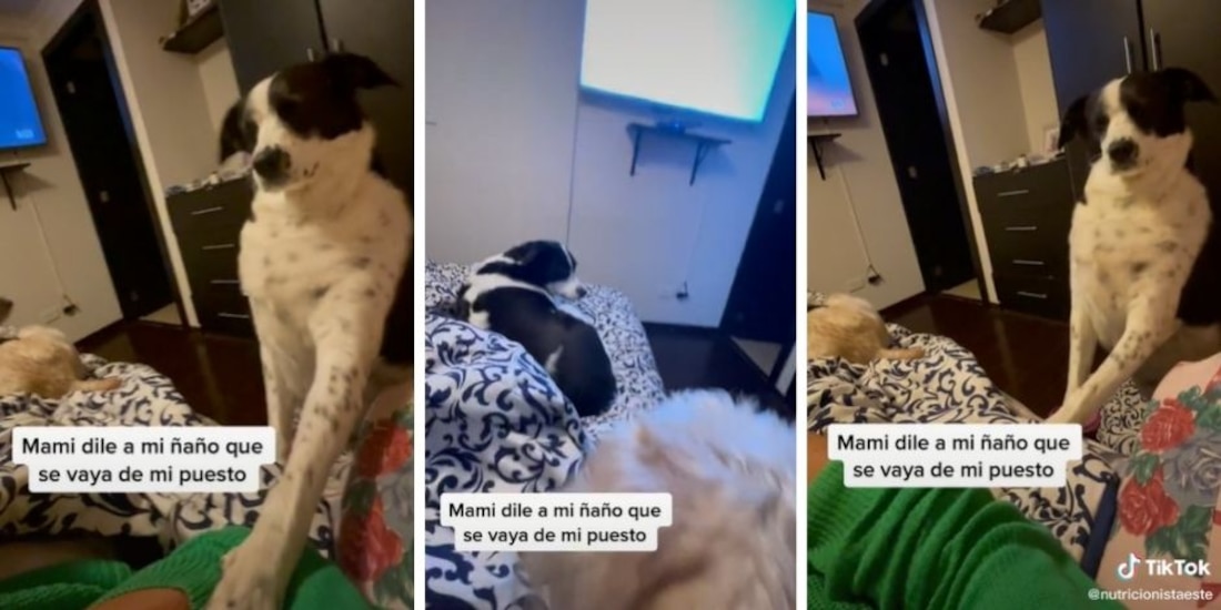 Perrita quita de la cama a su "hermano menor".