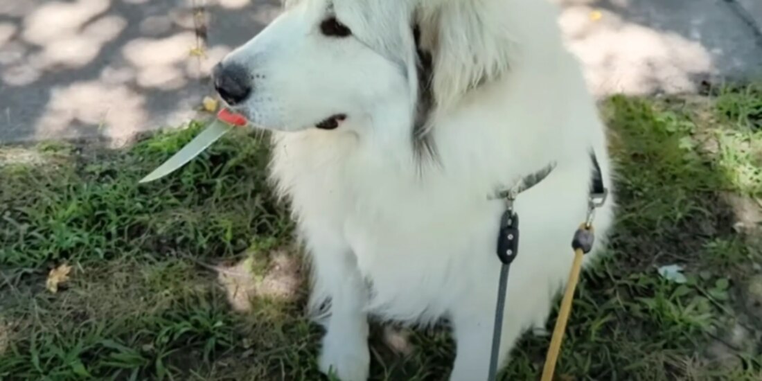 Theo es el nombre del perrito armado