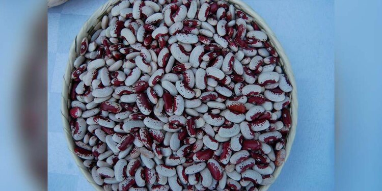 En el mundo se conocen alrededor de 150 especies de frijol y, en nuestro país existen entre 50 y 70 de ellas