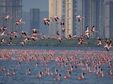 Flamencos pintan de rosa las aguas de Bombay (FOTOS y VIDEOS)
