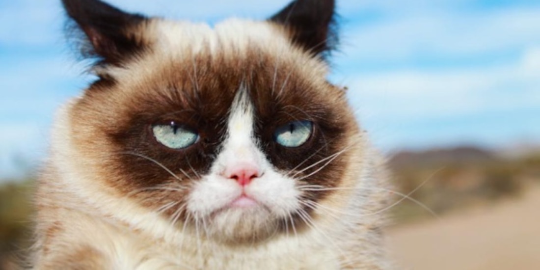 Grumpy Cat.