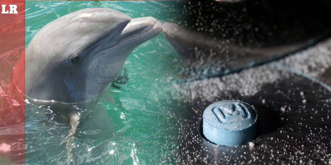 Estudio revela rastros de fentanilo y otras drogas en delfines del Golfo de México.