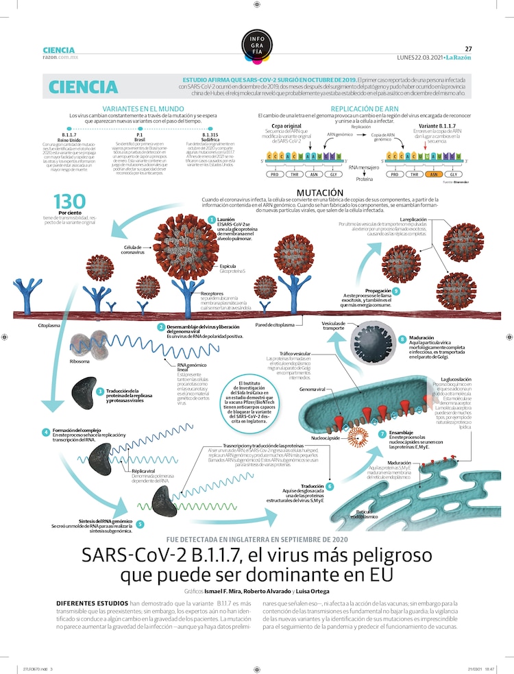 SARS-CoV-2 B.1.1.7, el virus más peligroso que puede ser dominante en EU