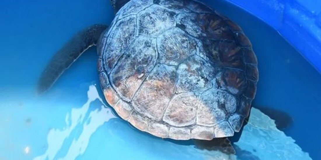 La Fundación Mundo Marino informó que las tortugas que rescatan representan la degradación de los mares.