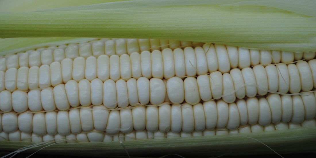 México anuncia arancel del 50% a importaciones de maíz blanco.