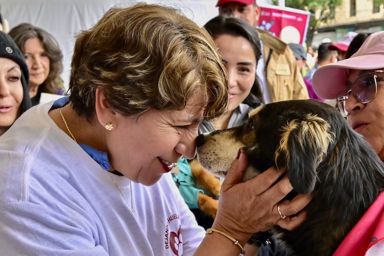 La Ley de Bienestar Animal implementa el Registro Único de Animales de Compañía para garantizar una tenencia responsable en la entidad.
