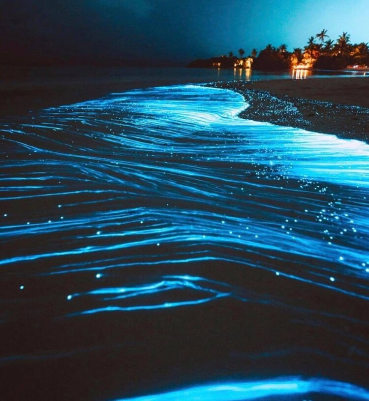 Bioluminiscencia se puede apreciar en Holbox.