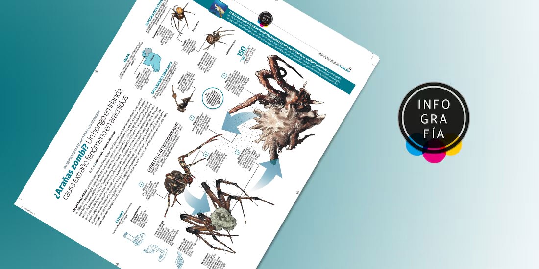 ¿Arañas zombi? Un hongo en Irlanda causa extraño fenómeno en arácnidos