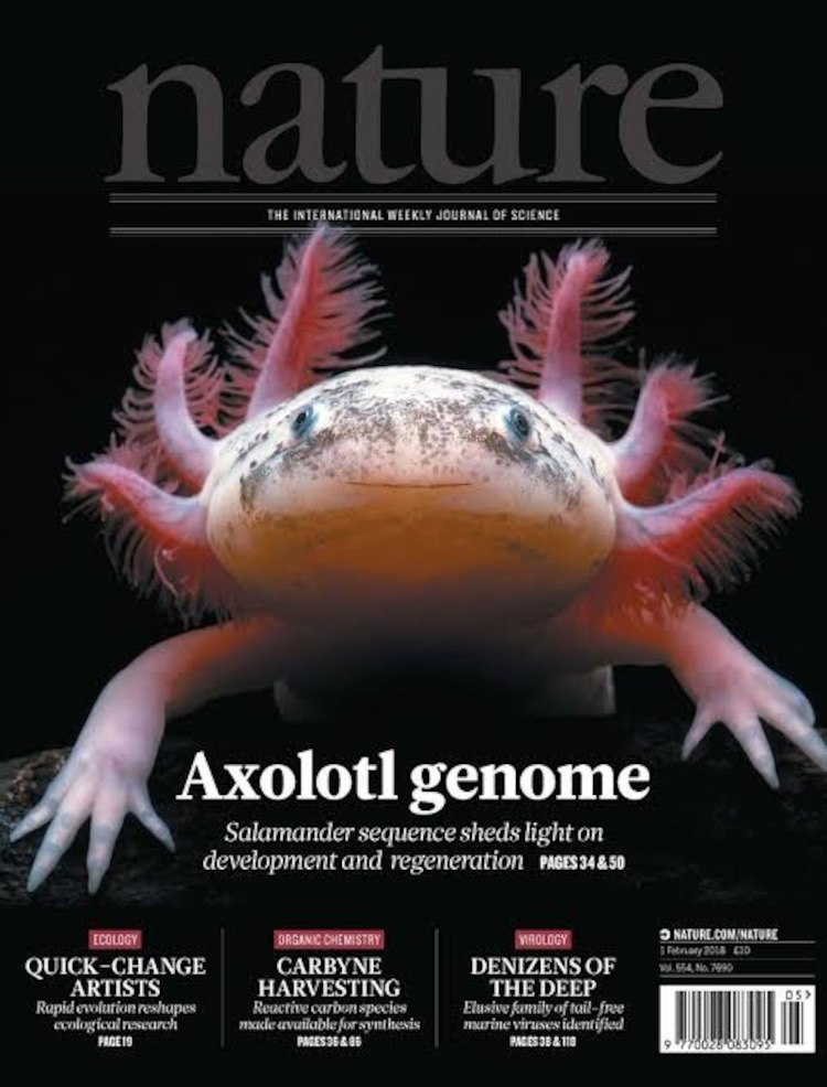 Portada de la revista Natura del 1 de febrero de 2018, la cual estuvo dedicada al ajolote mexicano.