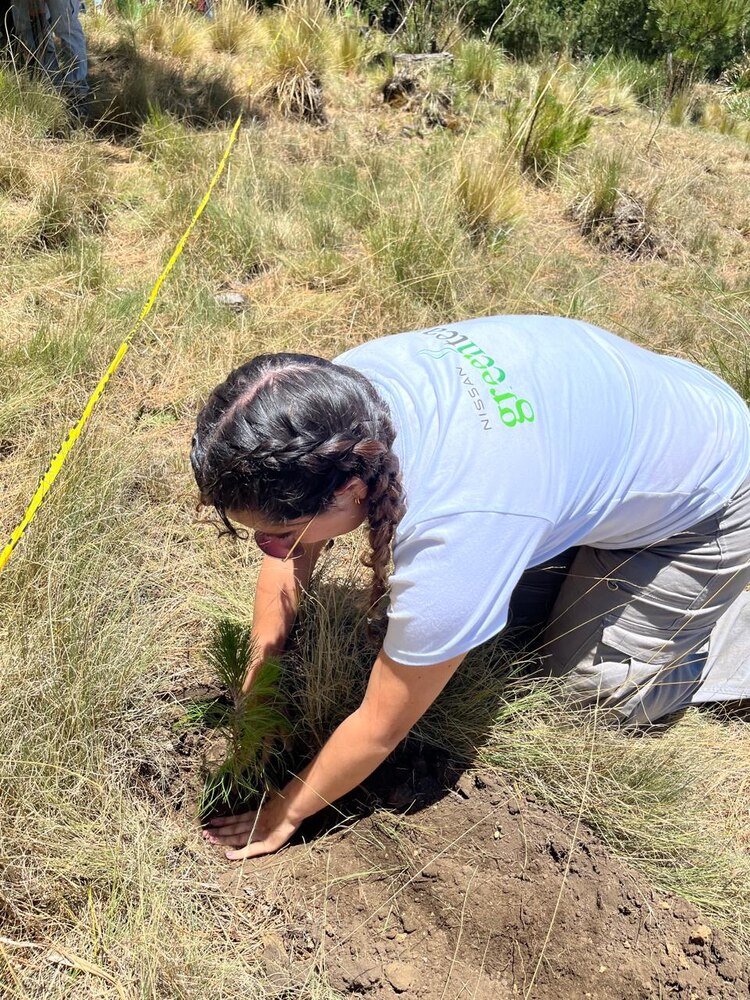 Nissan Mexicana en total ha fomentado la siembra de más de 4,650 árboles en esta región.