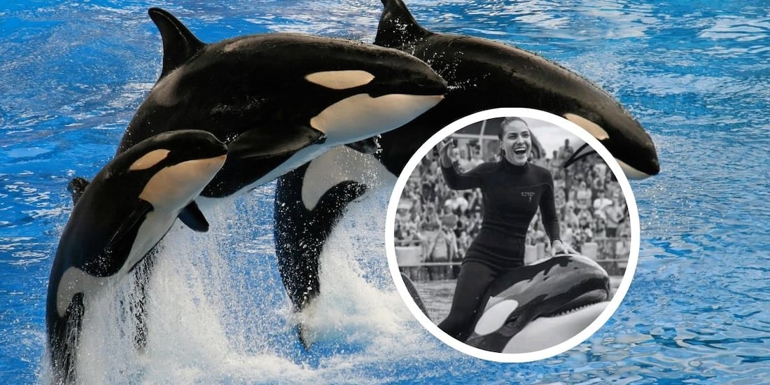 Jessica Radcliffe: Este es el último VIDEO de la entrenadora de orcas que murió en un show - La Razón de México