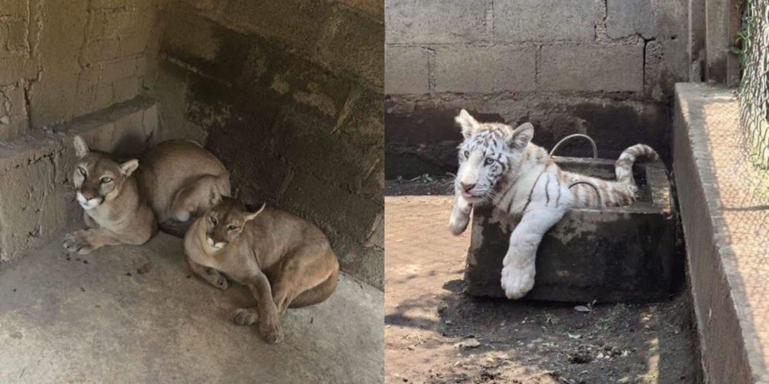 Hallan zoológico clandestino en Chalco, Edomex.
