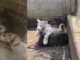 Hallan zoológico clandestino en Chalco, Edomex.