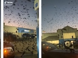 Cientos de aves llegan a estacionamiento de Walmart.