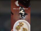 Una mujer preparó unos taquitos para su mascota.