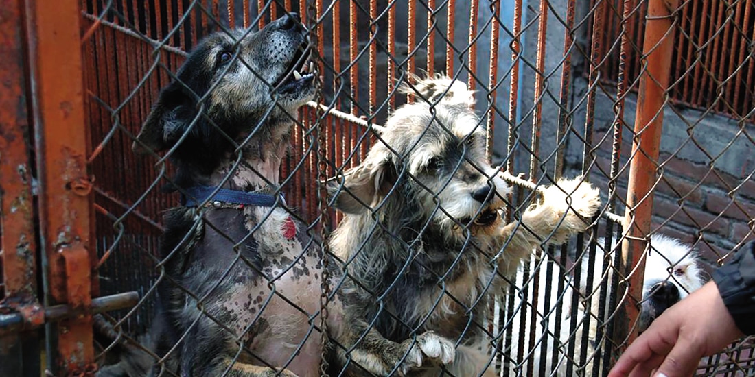 Algunos de los ejemplares que fueron trasladados ayer