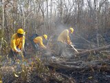 Incendios forestales en el país disminuyen 18%: Conafor