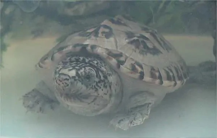 Ejemplar de Staurotypus triporcatus, conocida como tortuga "guao".