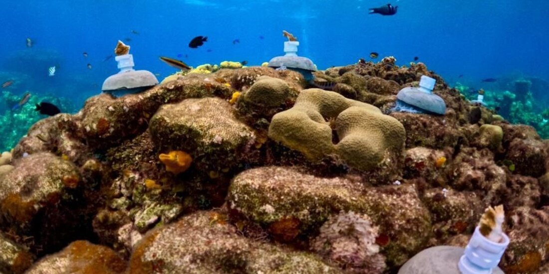 Investigadores del laboratorio de la UNAM desarrollaron un método de restauración.