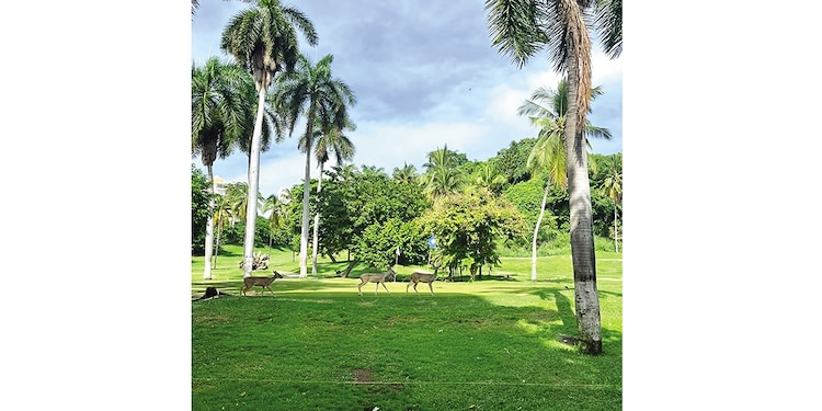 Ejemplos de especies de venados que habitan el predio.