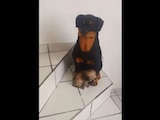 Perrito confunde a una alcancía con su mamá