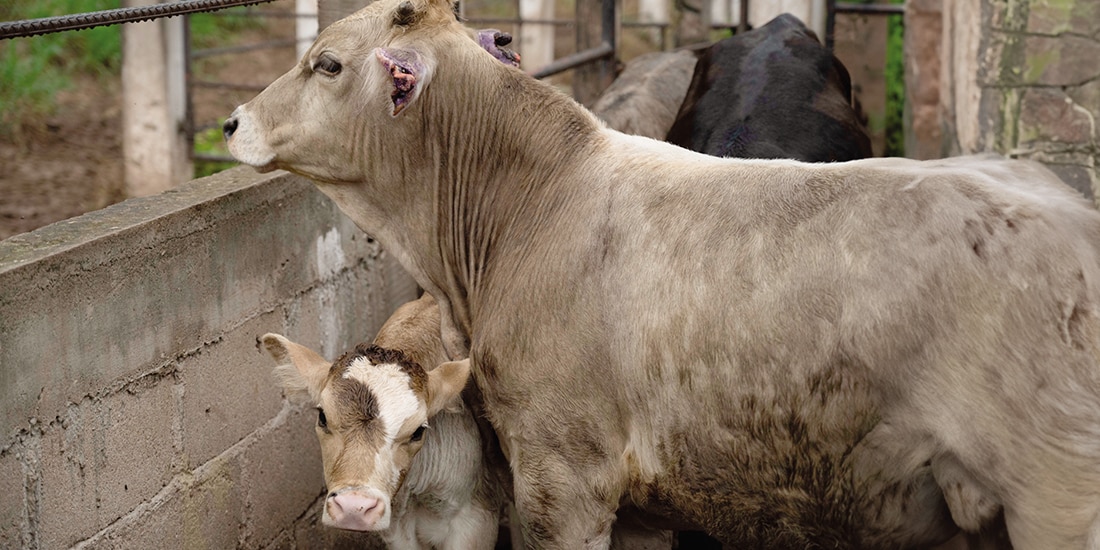 Combaten al barrenador con nuevo fármaco
