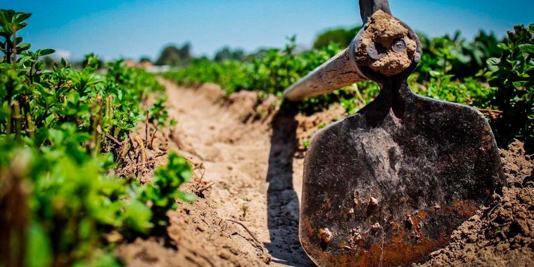 EU asesta nuevo golpe al agro; aquí piden fortalecer
mecanismos de defensa