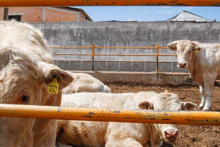 Las direcciones generales de Salud Animal, Inocuidad Agroalimentaria, Acuícola y Pesquera e Inspección Fitozoosanitaria del Senasica serán las encargadas de regir los Criterios Técnicos en Materia de Identificación Animal.