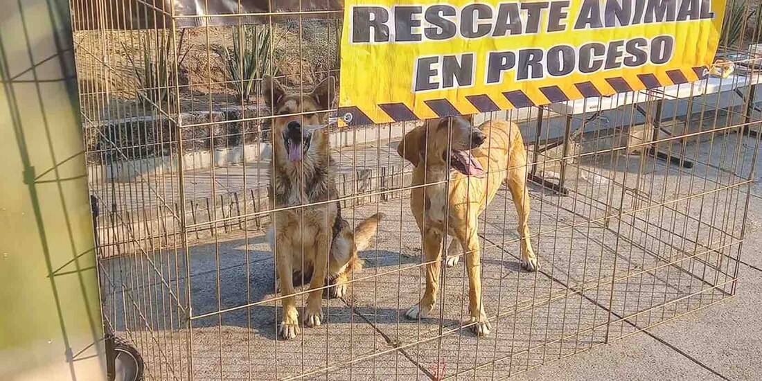 Dos canes rescatados observan a los visitantes en el refugio, ayer.