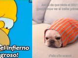 Memes de Año Nuevo