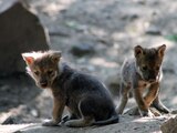 En Chapultepec nace octava camada de lobos mexicanos