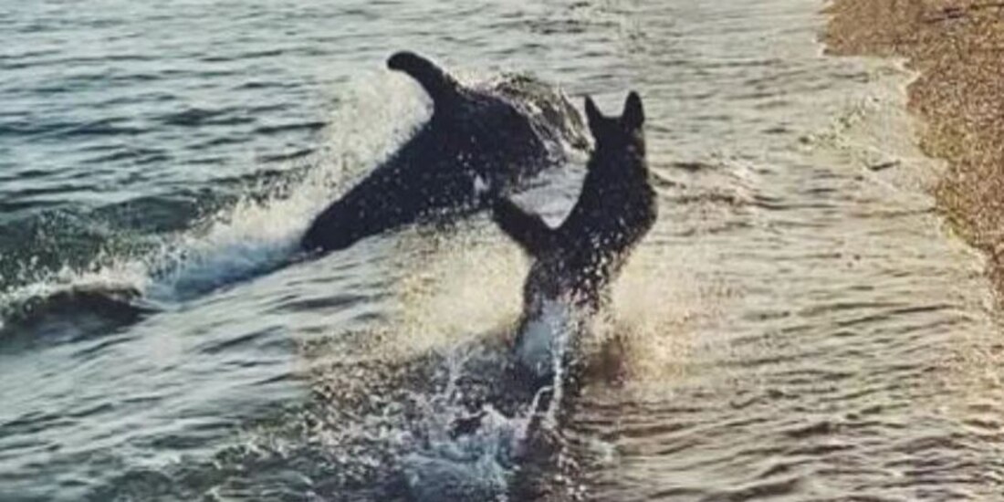 Perro juega con delfín a la orilla del mar