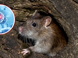 Hantavirus