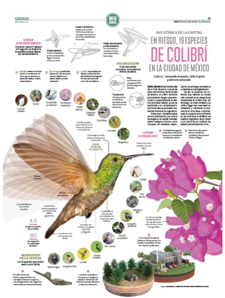 En riesgo, 19 especies de colibrí en la Ciudad de México