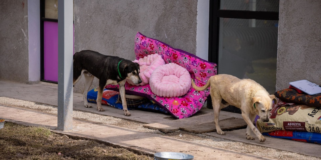Los representantes del albergue se dijeron contentos de que los animales están en buenas condiciones