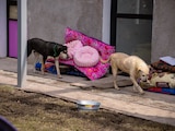 Los representantes del albergue se dijeron contentos de que los animales están en buenas condiciones