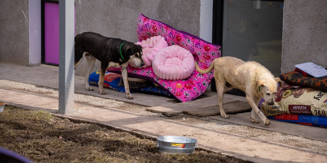 Exigen no regresar perritos a refugio
