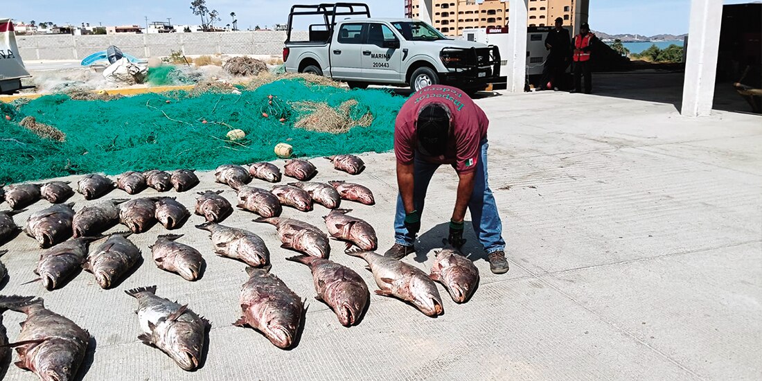 Aseguramiento de pesca ilegal de totoaba en el Alto Golfo de California.