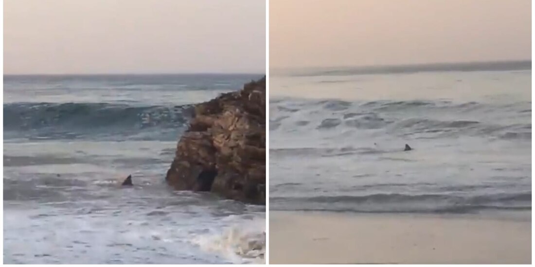 Ante el avistamiento de tiburones en Mazunte, las autoridades recomendaron no nadar en Playa Mermejita