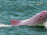 Delfines rosados