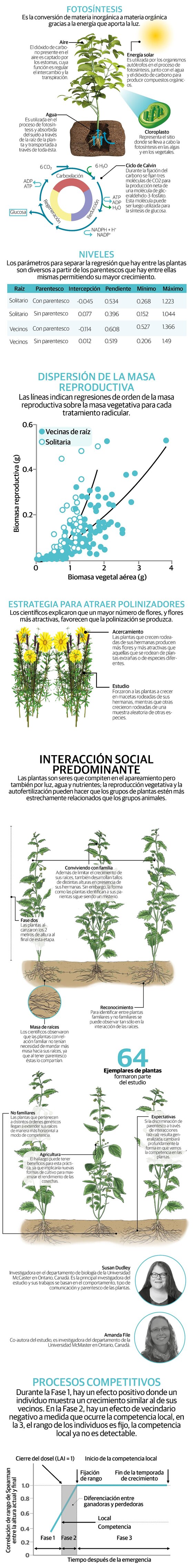 Las plantas reconocen a sus parientas y se comunican entre ellas