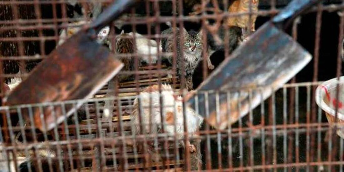 Salvan a mil gatitos de ser vendido como carne de cerdo y cordero en el mercado negro de China.