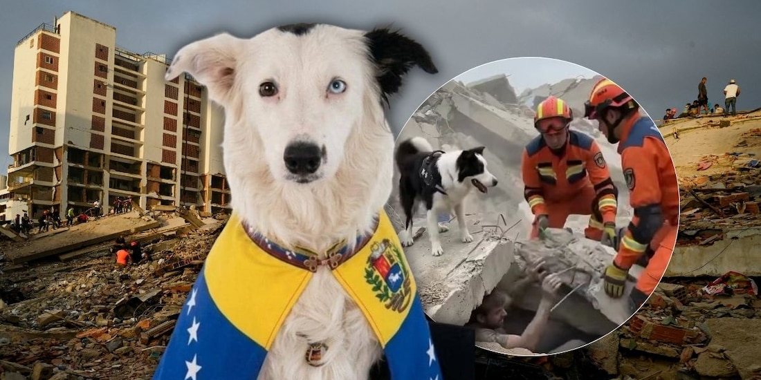 Él es Tsunami, perrito rescatista que está salvando vidas en Venezuela.