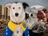 Él es Tsunami, perrito rescatista que está salvando vidas en Venezuela.