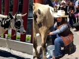 Lecheros arriban a San Lázaro con una vaca para pedir apoyo; diputada del PRI ordeña al animal.