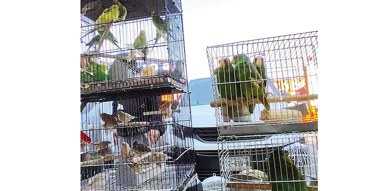 Comerciantes promueven en la vía pública pericos y otras especies de aves.