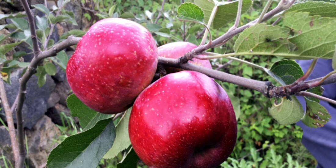 También habrá pláticas para el cuidado del árbol.