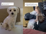 TikTok: Así respondió un perrito cuando recibió beso de su mejor amiga