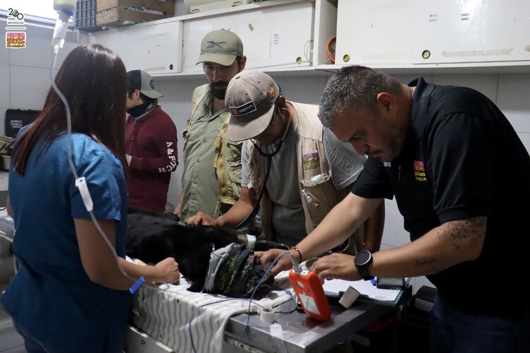 Las muestras de sangre de la jaguar y las excretas de los guanacos están siendo analizadas en laboratorio.